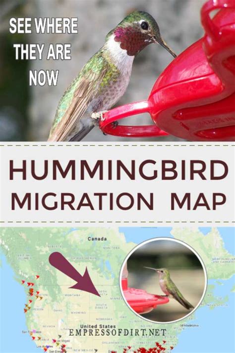 Image result for Hummingbird Migration Time Map