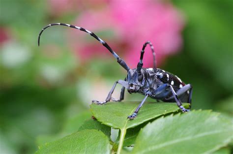 Japanese Long Horned Beetle