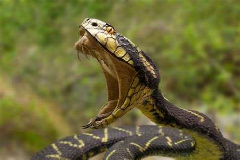 Snakes of South Carolina | South Carolina Partners in Amphibian and ...