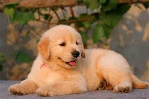可爱狗狗名字大全洋气（超萌超甜的宠物狗的名字洋气-可爱点） | 说明书网