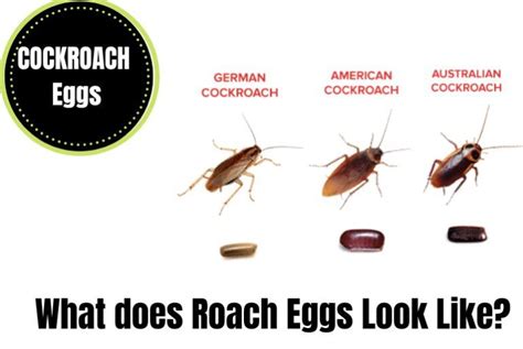 Image result for Cockroach Hatching