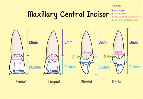 Incisors - My Dental Key