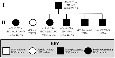 Three Novel KIT Polymorphisms Found in Horses with White Coat Color ...