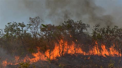 Amazon fire aftermath: Deforestation rises by 92%, 7 countries sign ...