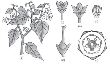 NCERT Solutions for Class 11 Biology Chapter 5 Morphology of Flowering ...