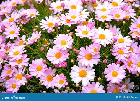 Spanish Pink Daisies stock photo. Image of leaves, fresh - 4911960