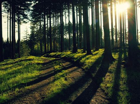 Nature Woods 的图像结果