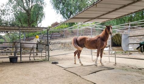 Horseback Riding and Equine Therapy in Agoura Hills