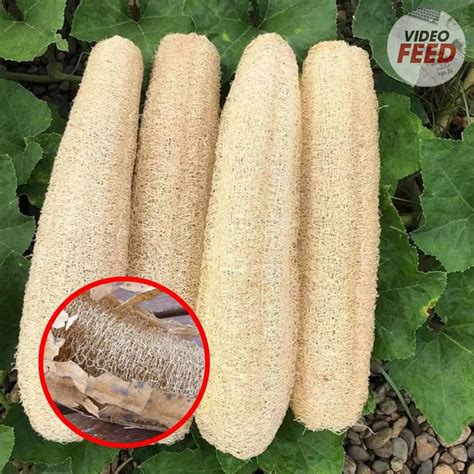 Growing loofah gourds: Learn how to grow your own loofah sponges
