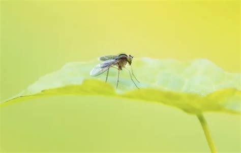 Download wallpaper macro, sheet, fly, section animals in resolution ...