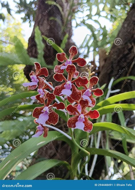 Endemic Orchids