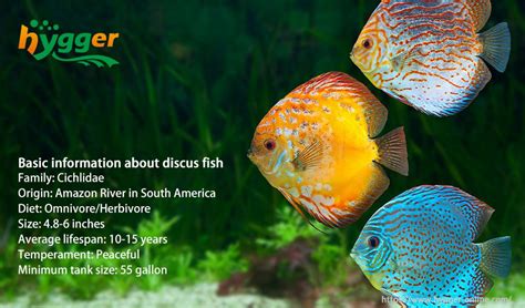 Image result for Keeping Discus Fish