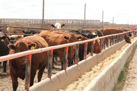 Cow Fodder 的图像结果