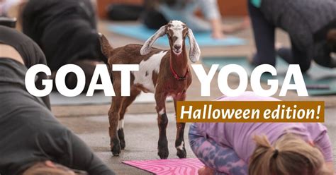 Goat Yoga: Halloween Edition!, 2715 Reading Rd, Cincinnati, OH, United ...