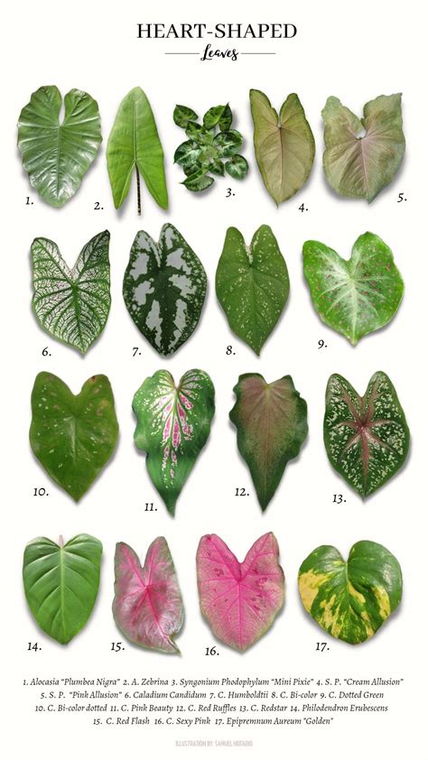 31 Plants With Heart Shaped Leaves: Visual Identification Guide – Netzdot