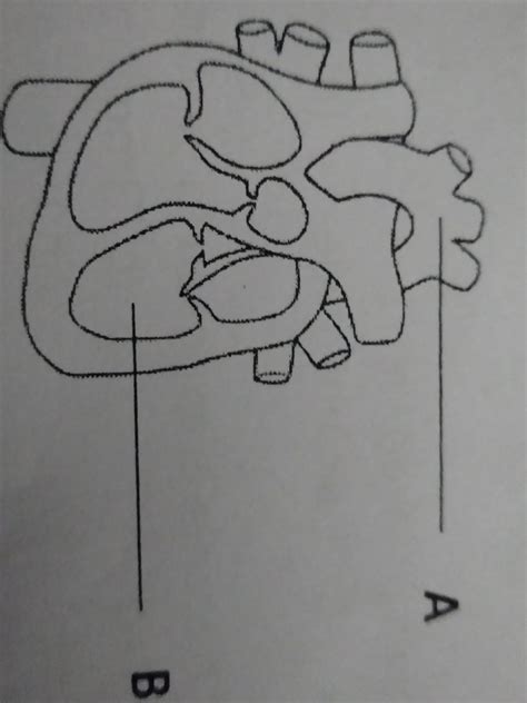 can you tell me a blanks answer of human heart - Brainly.in