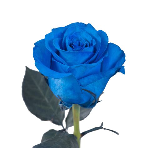 Bloomingmore Fresh Cut Tinted Blue Roses - 50 Stems - 50 cm India | Ubuy