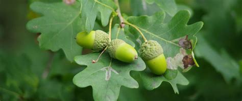 Download wallpaper 2560x1080 acorns, leaves, branch, green, macro dual ...