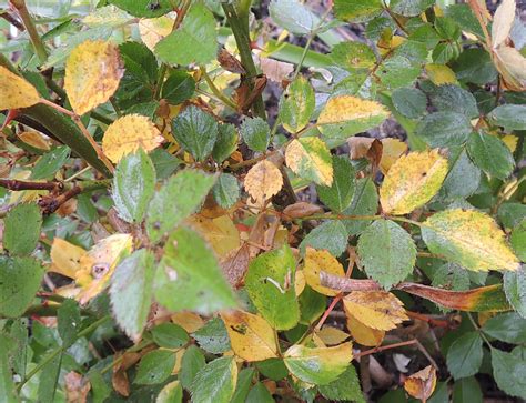 Reasons for rose leaves turning yellow – Artofit
