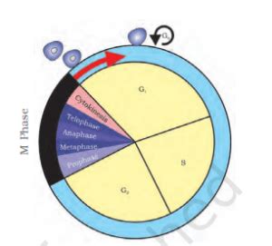 Cell Cycle and Cell Division Neet Notes Class 11 (Download Free PDF)