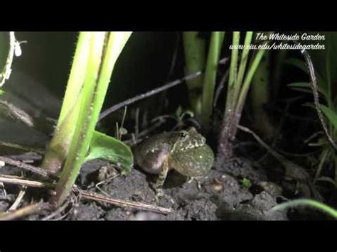 Image result for Different Tree Frogs