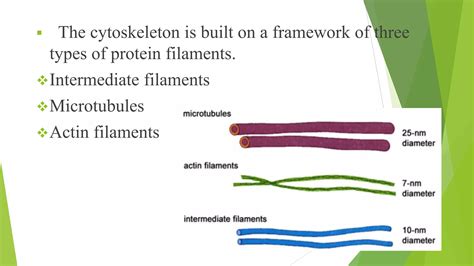 Image result for Cytoskeleton Structure