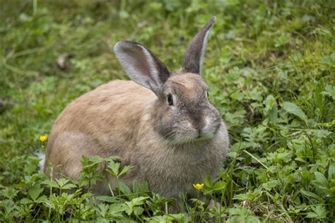 2023年的属兔五行 水兔的人生运势如何解析-在线算命网