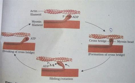 explain cross bridge formation in hanson and huxley theory of muscle ...