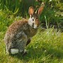 Image result for Wild Rabbit Identification