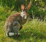 Image result for Wild Rabbits in PA