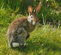 Image result for Newborn Wild Baby Bunnies