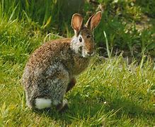 Image result for Autumn Bunnies