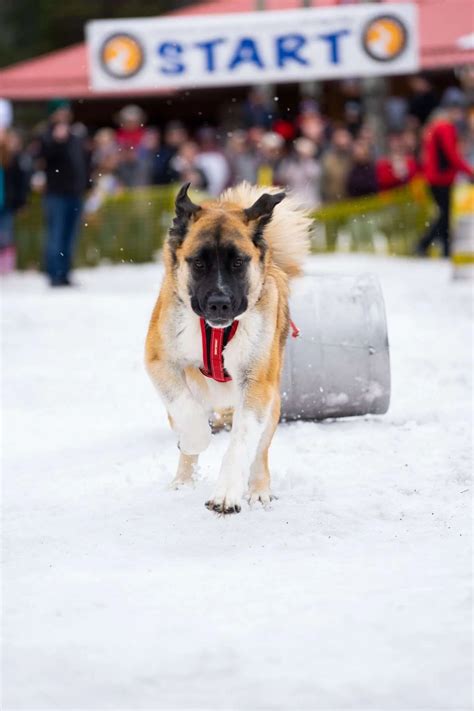 2025 Sunriver Brewing Co. K9 Keg Pull with Bend VW Photo Bus - The ...