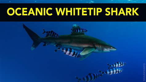 Oceanic White Tip Shark