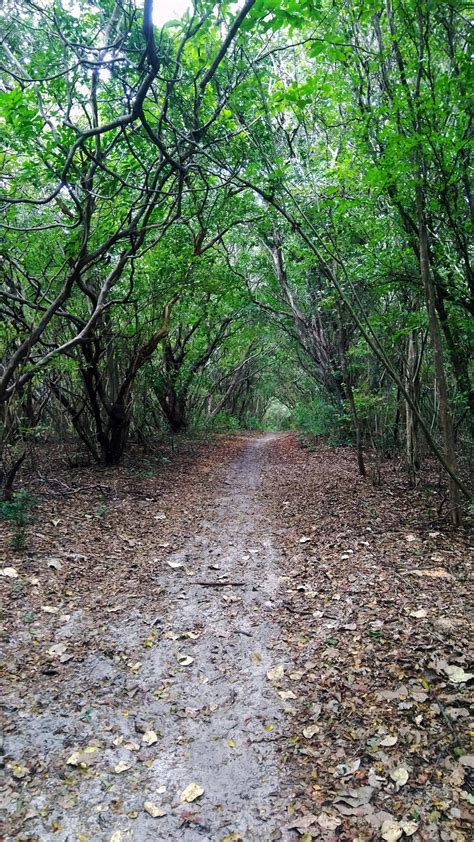 Road Path 的图像结果