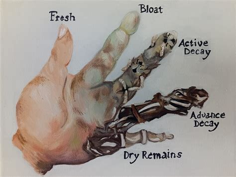 5 Stages of Decomposition Acrylic on Canvas Painting Decay Illustration ...