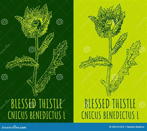 Vector Drawing BLESSED THISTLE. Hand Drawn Illustration. The Latin Name ...