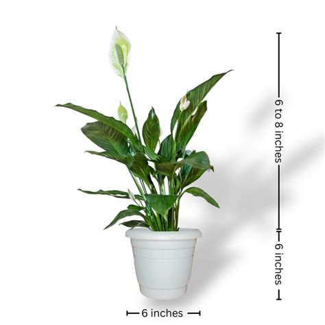 Indoor Combo: Snake Plant, Peace Lily & Aglaonema Green