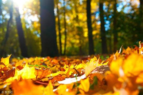 秋日里的树叶高清图片下载-正版图片501070417-摄图网