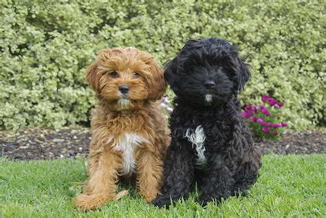 Teacup Cavoodle Full Grown at Gerard Becker blog