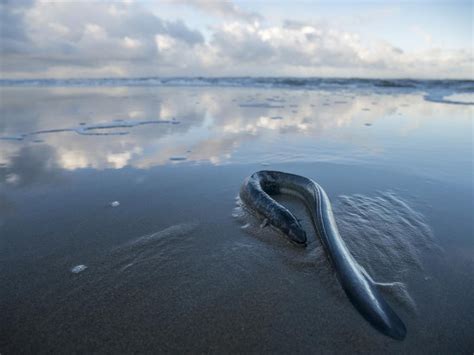 Effective enforcement of laws, traceability needed for trade in ...