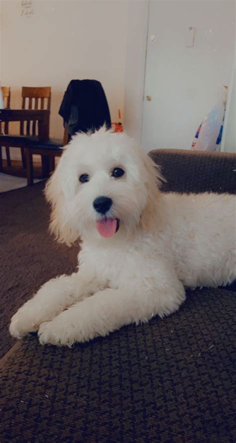 Image result for Cockapoo Terrier Mix