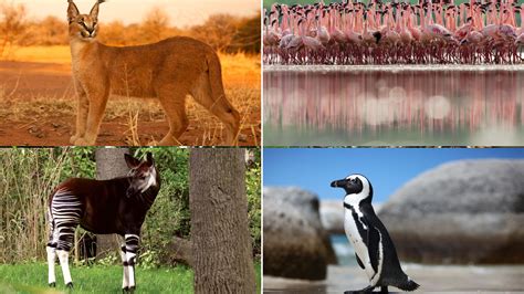 20 Different Animals Found in Sea with Pictures and Facts - Richmond Mom