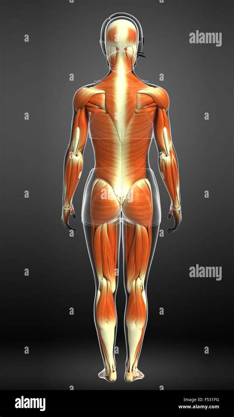 Science Human Body 的图像结果