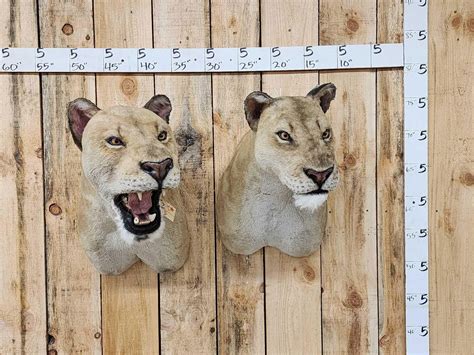 The Lions Of Tsavo African Lions Reproduction Shoulder Mount Taxidermy Auction