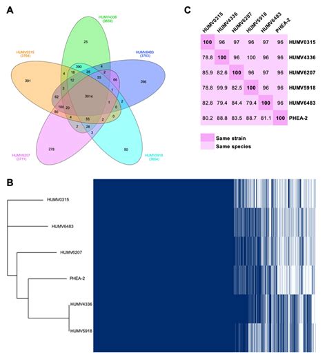 Genetic Resistance Determinants in Clinical Acinetobacter pittii Genomes