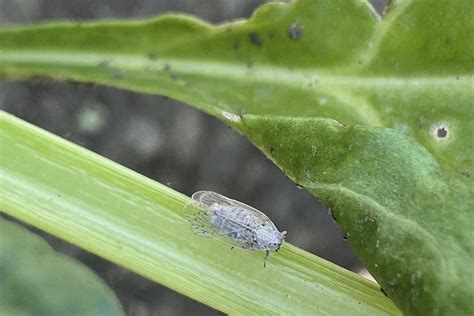 Landwirt baut Raps ohne Insektizid an: Diese Erträge erntet er ...