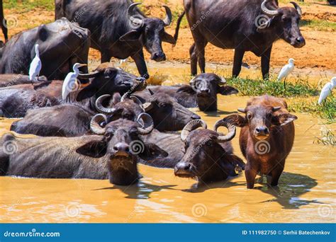 Safari Day, Group of Buffaloes Relaxing in the Puddle Stock Photo ...