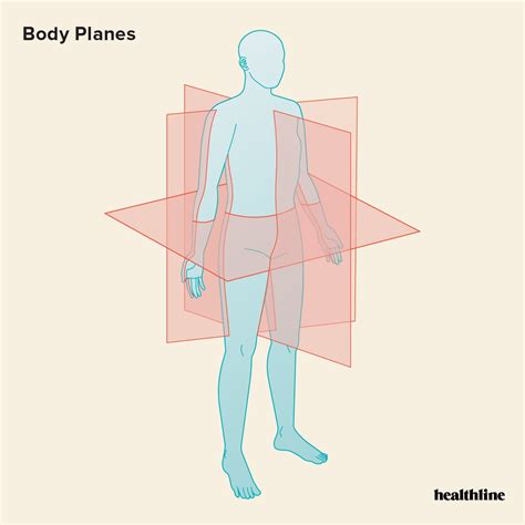 The 3 Anatomical Body Planes and The Movements In Each