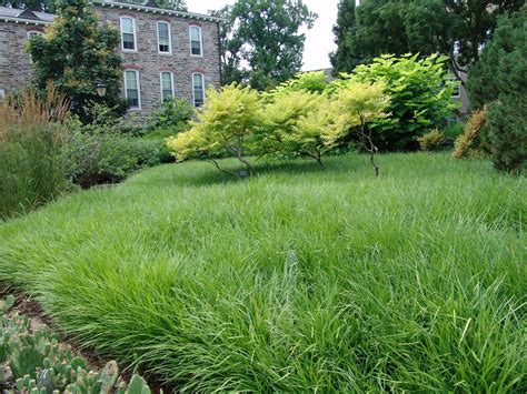 Liriope Fast Spreading Ground Cover Grows In Full Shade